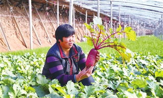 紫丹萝卜在际丰蔬菜种植专业合作社试种成功