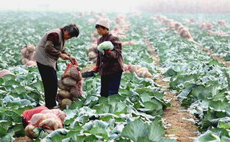 亚运会专供蔬菜山东 启程 发往广州