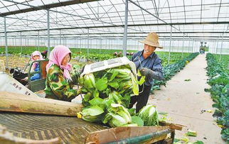 临泽县新华镇蔬菜种植户正在采摘蔬菜