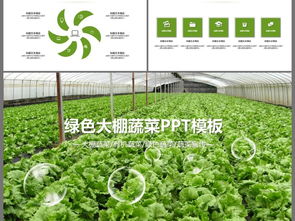 原生态大棚蔬菜种植基地ppt动态模板